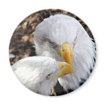 eagles magnets