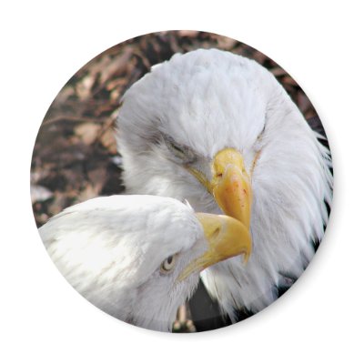 eagles magnet by deemac1