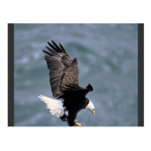 Eagles Strong Postcards