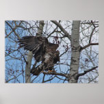 Eaglet peek-a-boo print
