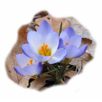 Early Crocus ~ acrylic Acrylic Cut Outs