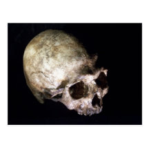 Early human skull postcards