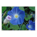 Early Morning Heavenly Trumpet Morning Glory cards