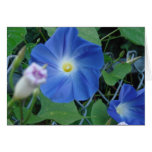 Early Morning Heavenly Trumpet Morning Glory cards