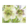 Early Spring Blooms - Hellebores! Postcard