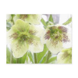 Early Spring Blooms - Hellebores! postcards