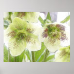 Early Spring Blooms - Hellebores! posters
