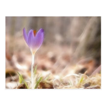 Early Spring Crocus Flower Post Card