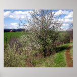 Early Spring on the Appalachian Trail Poster