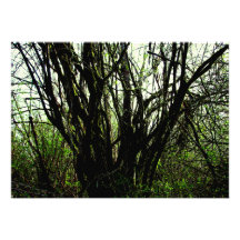 Early Spring Personalised Announcements