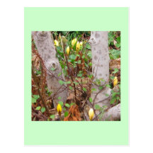 Early Spring Postcard