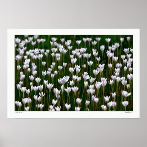 Early Spring - Texas Print