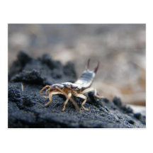 Earwig Postcard