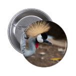 East African Crowned Crane Pinback Buttons