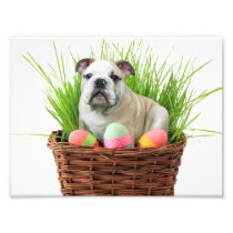 Easter bulldog art photo
