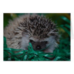 Easter Card
