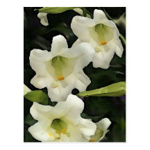 Easter Cards Postcard