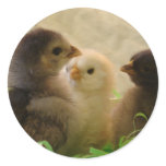 Easter Chickens Round Sticker