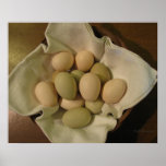 Easter Egg Chicken Eggs posters
