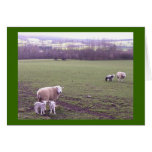 Easter Greetings cards