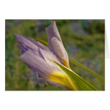Easter Iris Card
