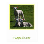 Easter Lambs Postcard
