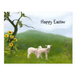 Easter Lambs Postcards