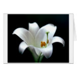 Easter Lily Greeting Cards