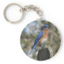 Eastern Bluebird Male Keychain