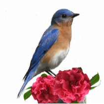 Eastern Bluebird Male Photo Sculpture