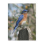 Eastern Bluebird Male Postcard