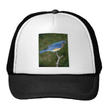 Eastern Bluebird Mesh Hat