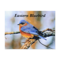 Eastern Bluebird Post Card