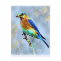 Eastern Bluebird...Postcard