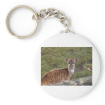 Eastern Bongo keychains