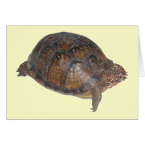 Eastern Box Turtle Greeting Card