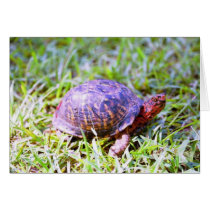 Eastern Box Turtle Louisiana Card