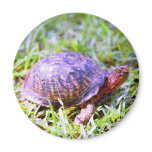 Eastern Box Turtle Louisiana magnets