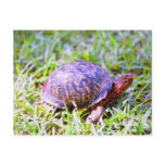 Eastern Box Turtle Louisiana Postcard