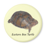 Eastern Box Turtle magnets