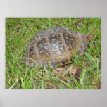 Eastern Box Turtle Peeking posters