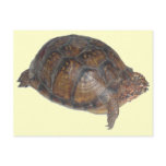 Eastern Box Turtle postcards
