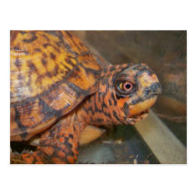 Eastern Box Turtle Postcard