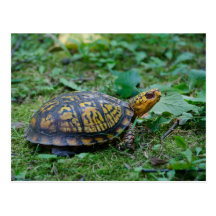 Eastern Box Turtle Postcard