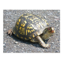 Eastern Box Turtle Postcard