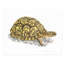 Eastern Box Turtle Postcard