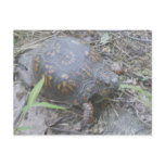 Eastern Box Turtle Postcard #1
