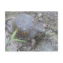 Eastern Box Turtle Postcard #1