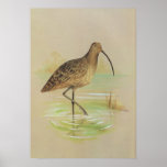 Eastern Curlew - Numenius madagascariensis posters