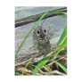 Eastern Eyed Elater Click Beetle - Alaus oculatus Post Card